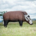Wildcrete Bushpig small